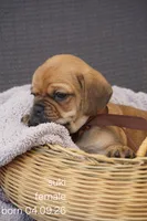 Suki , a male Puggle for sale in Apple Creek, OH – 3 of 4