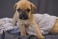 Twix, a male Puggle for sale in Apple Creek, OH – 2 of 3