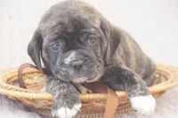 Lilly, a female Puggle for sale in Apple Creek, OH – 3 of 5