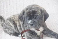 Lilly, a female Puggle for sale in Apple Creek, OH – 5 of 5