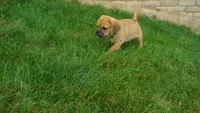 cal, a male Puggle for sale in Apple Creek, OH – 3 of 5