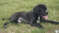 Finely, a male Puggle for sale in Apple Creek, OH – 3 of 3