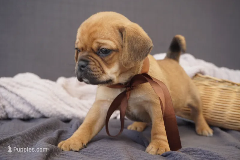 Suki  – Puggle puppy for sale in Apple Creek, OH
