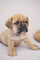 Jelly Bean, a male Puggle for sale in Apple Creek, OH – 3 of 3