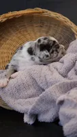 Dusty, a male Puggle for sale in Apple Creek, OH – 3 of 6