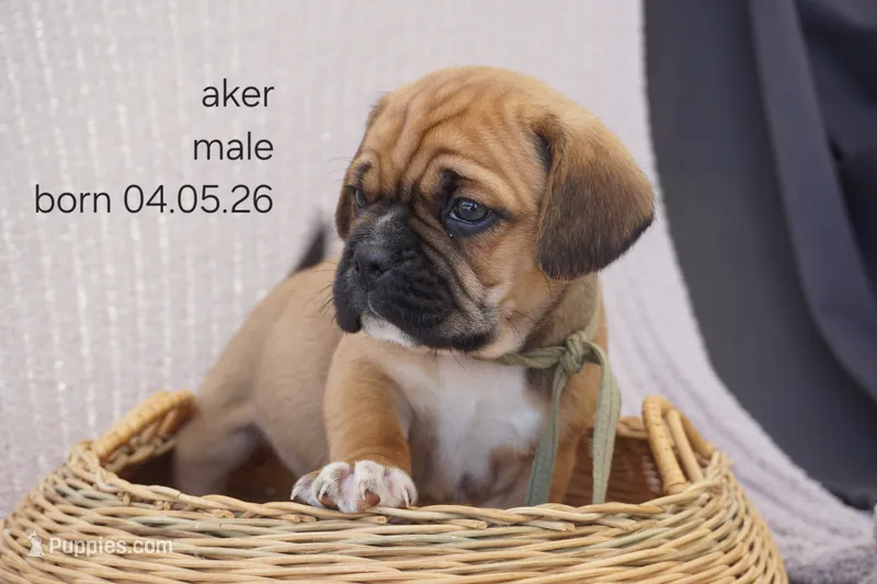 Aker – Puggle puppy for sale in Apple Creek, OH