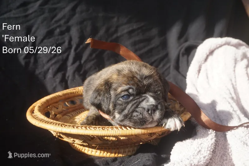 Fern – Puggle puppy for sale in Apple Creek, OH