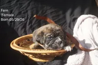 Fern, a female Puggle for sale in Apple Creek, OH – 1 of 4