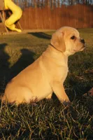 Claus, a male Puggle for sale in Apple Creek, OH – Photo 3 of 5