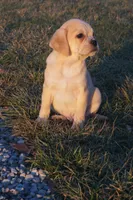 Claus, a male Puggle for sale in Apple Creek, OH – Photo 2 of 5