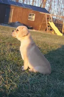 Claus, a male Puggle for sale in Apple Creek, OH – Photo 4 of 5