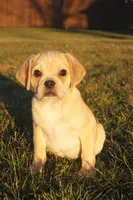 Claus, a male Puggle for sale in Apple Creek, OH – Photo 1 of 5