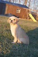 Claus, a male Puggle for sale in Apple Creek, OH – Photo 5 of 5