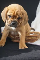 Patch, a male Puggle for sale in Apple Creek, OH – 2 of 7