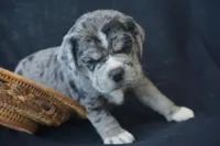 Zoro, a male Puggle for sale in Apple Creek, OH – 2 of 4
