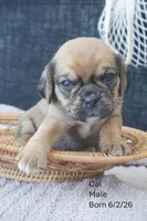 cal, a male Puggle for sale in Apple Creek, OH – 1 of 4