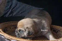 Banks, a male Puggle for sale in Apple Creek, OH – 2 of 4