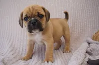 Bunny, a male Puggle for sale in Apple Creek, OH – 2 of 3