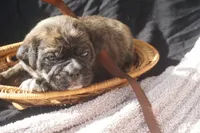 Fern, a female Puggle for sale in Apple Creek, OH – 4 of 4