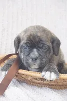 Lilly, a female Puggle for sale in Apple Creek, OH – 4 of 5