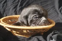 Finely, a male Puggle for sale in Apple Creek, OH – 4 of 4