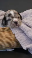 Frost, a male Puggle for sale in Apple Creek, OH – 2 of 5