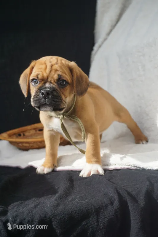 Aker – Puggle puppy for sale in Apple Creek, OH