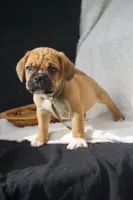 Aker, a male Puggle for sale in Apple Creek, OH – 2 of 9