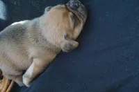 Banks, a male Puggle for sale in Apple Creek, OH – 4 of 4