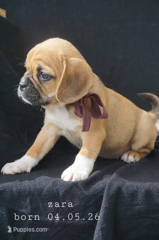 Zara – Puggle puppy for sale in Apple Creek, OH