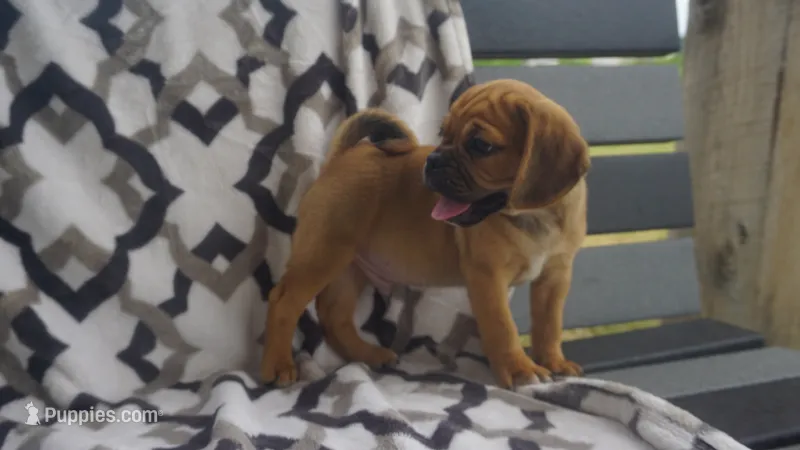 cal – Puggle puppy for sale in Apple Creek, OH