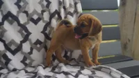 cal, a male Puggle for sale in Apple Creek, OH – 4 of 5