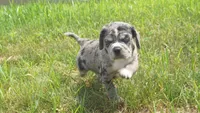 Zoro, a male Puggle for sale in Apple Creek, OH – 4 of 4