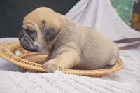 Banks, a male Puggle for sale in Apple Creek, OH – 3 of 5