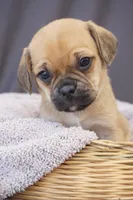 Twix, a male Puggle for sale in Apple Creek, OH – 3 of 3