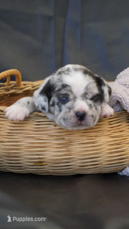 Dusty – Puggle puppy for sale in Apple Creek, OH