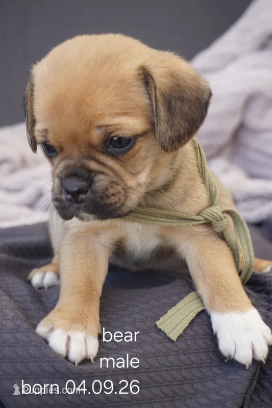 Bear – Puggle puppy for sale in Apple Creek, OH