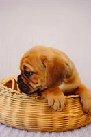 Patch, a male Puggle for sale in Apple Creek, OH – 3 of 3