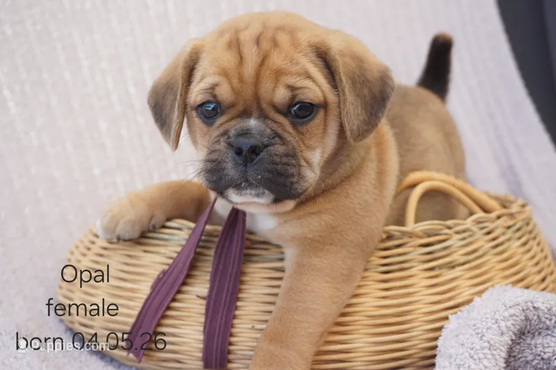 Opal – Puggle puppy for sale in Apple Creek, OH