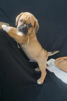 Aker, a male Puggle for sale in Apple Creek, OH – 6 of 9