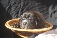 Finely, a male Puggle for sale in Apple Creek, OH – 2 of 4