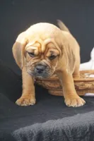Patch, a male Puggle for sale in Apple Creek, OH – 4 of 7