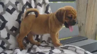cal, a male Puggle for sale in Apple Creek, OH – 5 of 5