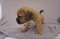 Bunny, a male Puggle for sale in Apple Creek, OH – 3 of 3