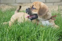 Aker, a male Puggle for sale in Apple Creek, OH – 7 of 9