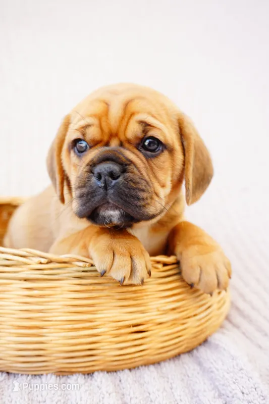 Patch – Puggle puppy for sale in Apple Creek, OH