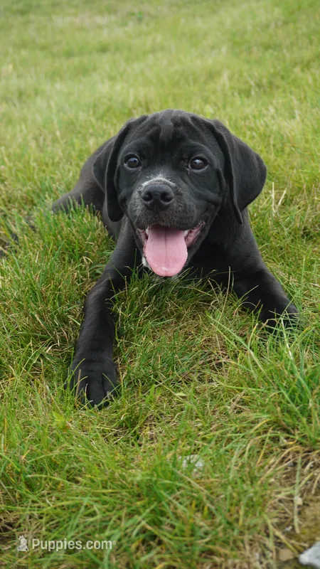 Finely – Puggle puppy for sale in Apple Creek, OH