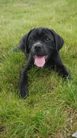 Finely, a male Puggle for sale in Apple Creek, OH – 1 of 3