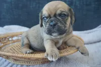 cal, a male Puggle for sale in Apple Creek, OH – 3 of 4