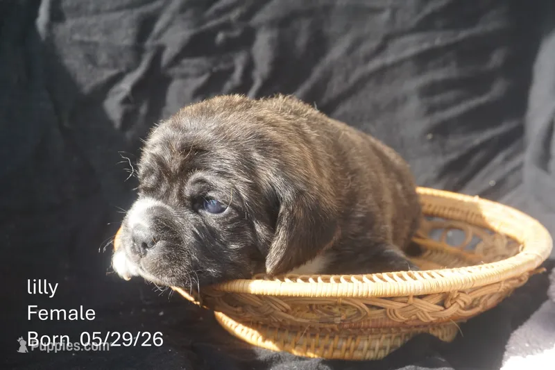 Lilly – Puggle puppy for sale in Apple Creek, OH
